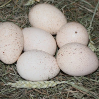 Fotografie z krocaních vajec 2