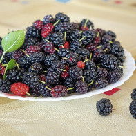 „Mulberry 3“ nuotrauka