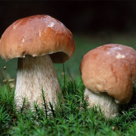 Jak odlišit falešnou bílou houbu od skutečné