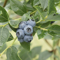 Blueberry gambar 4