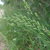 Fotografia pšeničnej trávy 4