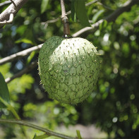 Photo of guanabana fruit 2