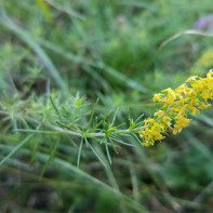 Photo of a bedstraw 3