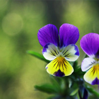 Foto von violetter Trikolore 2