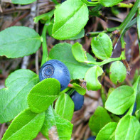 Photo de feuilles de bleuet 2