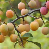 Photo of cherry plum 2