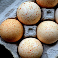Fotografie z krocaních vajec