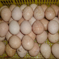 Fotografia ouălor de curcan 3