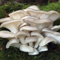 Foto cogumelo cogumelo ostra