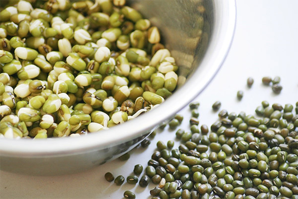 How to germinate mung bean at home