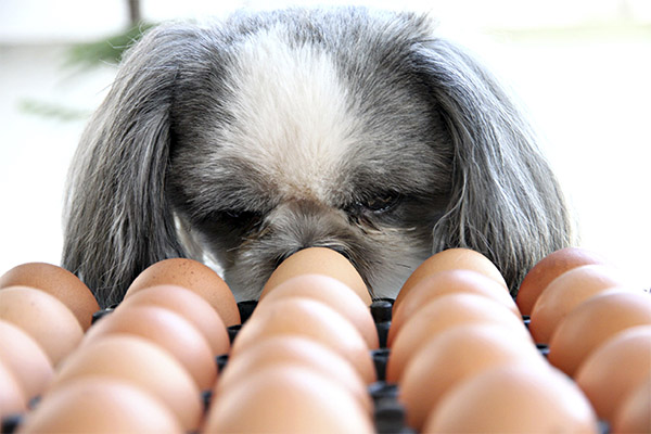 Ar galiu duoti gyvūnams vištienos kiaušinius?