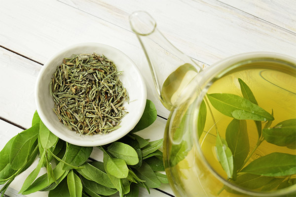 Výhody a poškození zeleného čaje