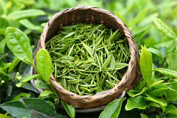 Grøn te i medicin