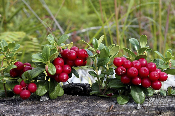 Lingonberry в медицината