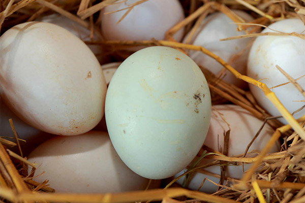 Quais são os ovos de ganso úteis