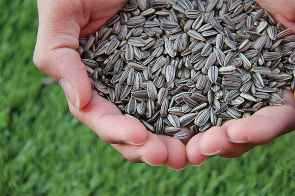 Quais são os benefícios das sementes de girassol