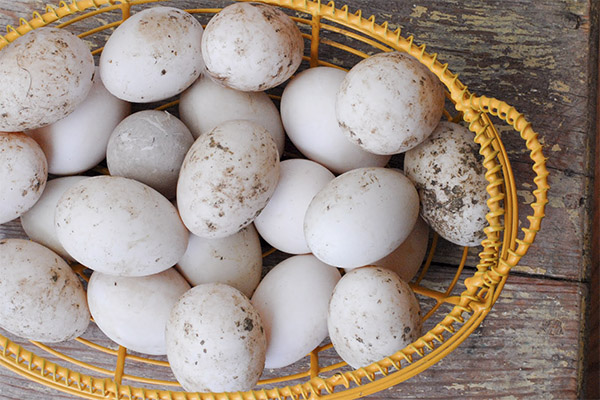 Tại sao trứng vịt lại có ích?
