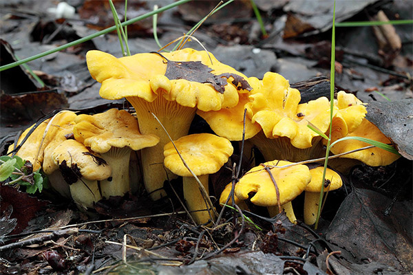 Interesting facts about chanterelle mushrooms