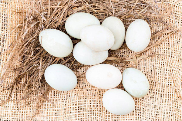 Zajímavá fakta o kachních vejcích