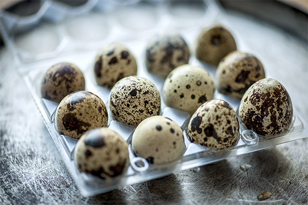 Jak si vybrat a uložit křepelčí vejce