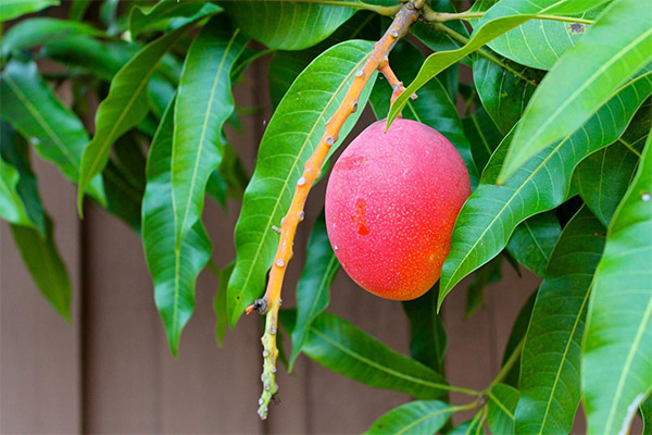 Hur man odlar mango från frö