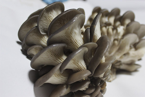 É possível envenenar cogumelos ostra