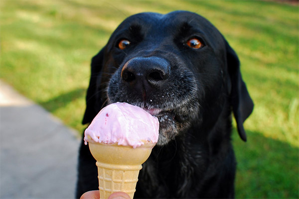 Môžu zvieratá podávať zmrzlinu