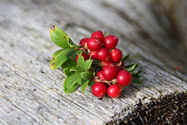 Ciri-ciri berguna lingonberry