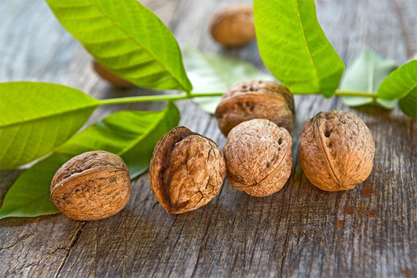 Užitečné vlastnosti ořechových listů