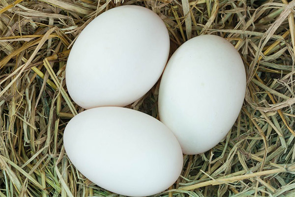Výhody a škody na husí vejce