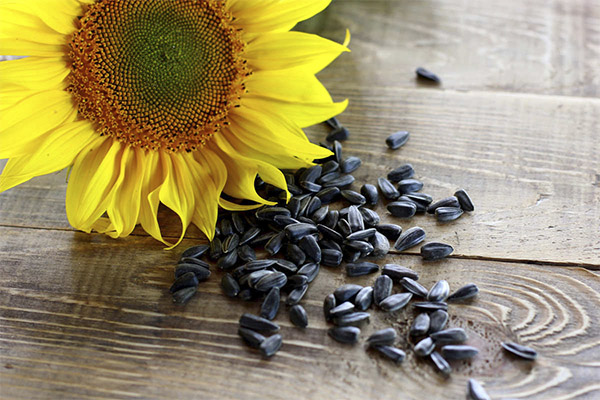 Výhody a poškodenie slnečnicových semien