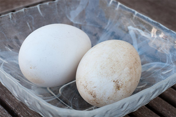 O uso de ovos de ganso em cosmetologia