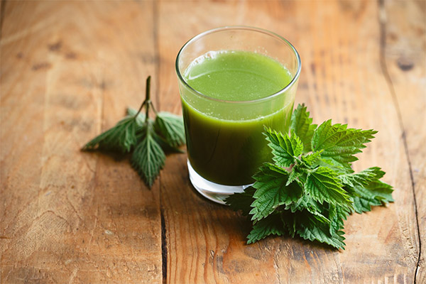 Nettle-based traditional medicine recipes