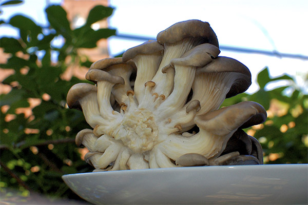 Oyster mushroom in medicine