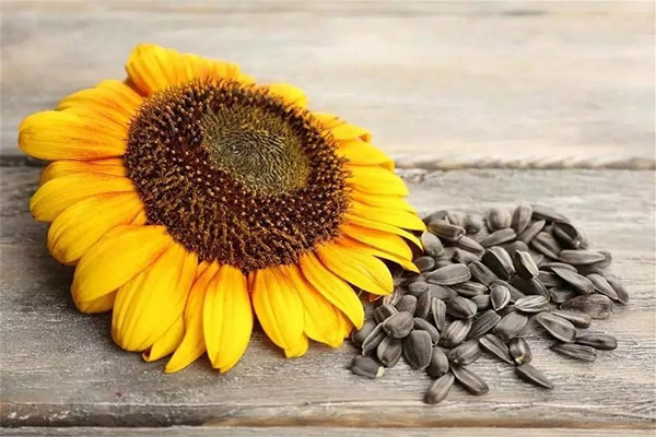 Schaden und Kontraindikationen für Sonnenblumenkerne