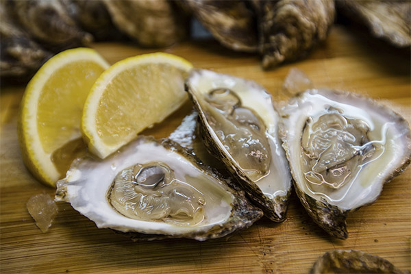 Schaden und Kontraindikationen Austern
