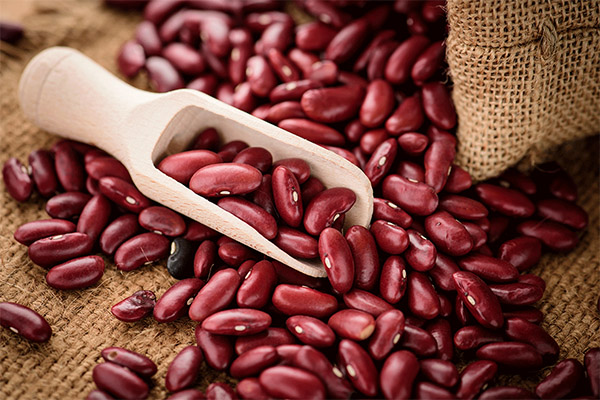 Výběr a skladování červených fazolí