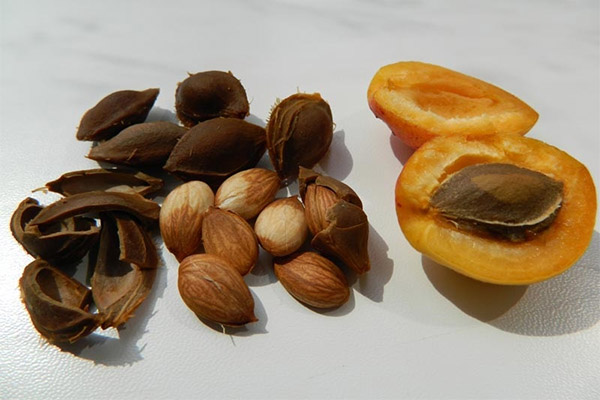 Aprikoskärnor i medicin