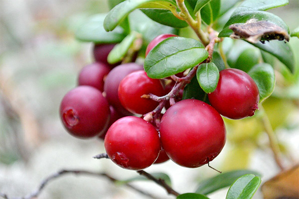 حقائق مثيرة للاهتمام حول lingonberries