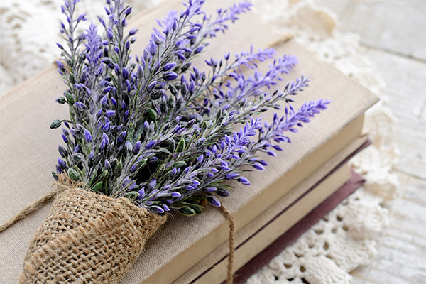 Ang mga kagiliw-giliw na katotohanan tungkol sa lavender