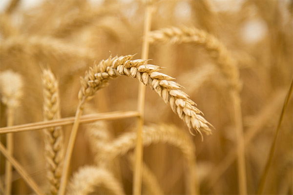 Zajímavá fakta o pšenici
