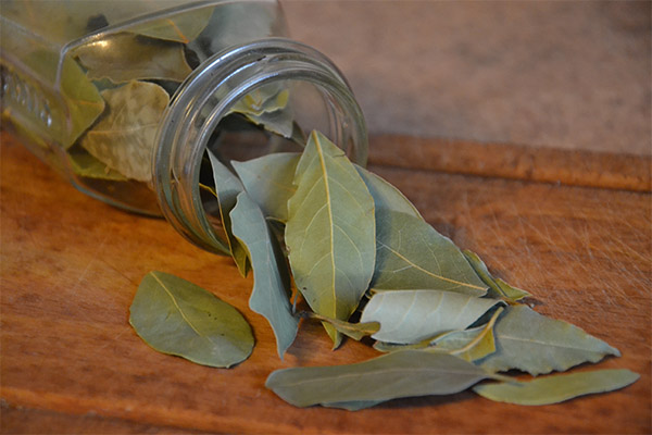 Как да съхраняваме дафинов лист