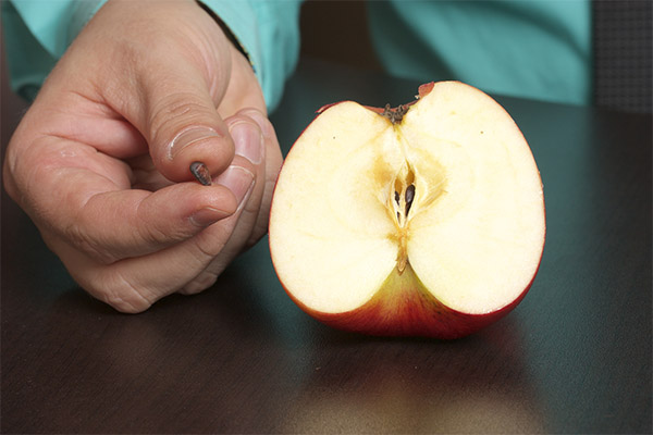 Как да използвате ябълкови семена