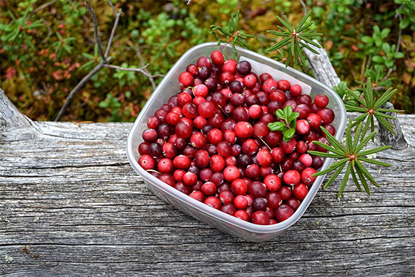 Como coletar cranberries para geléia