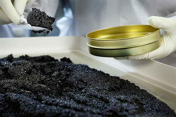 Wie man schwarzen Kaviar auswählt und lagert