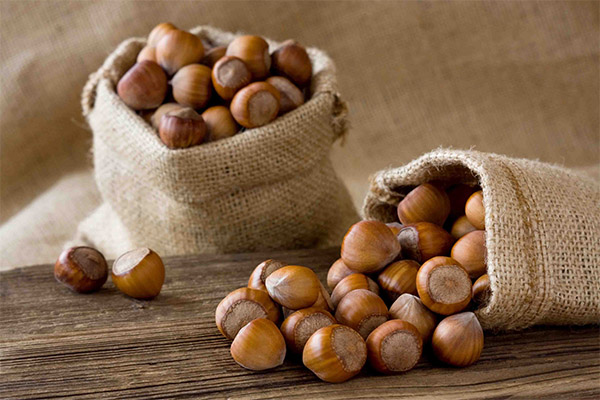 Jak vybrat a uložit lískové ořechy