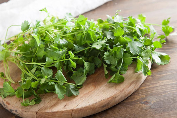 How to choose and store cilantro