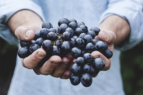 Comment choisir des raisins pour la confiture
