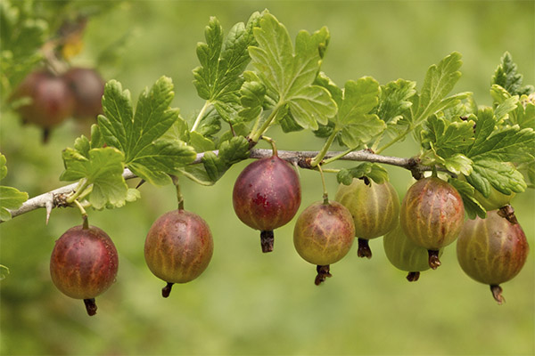 Цариградско грозде в медицината