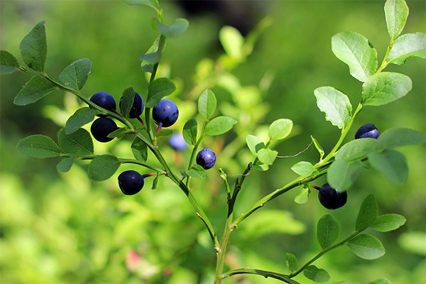 De helbredende egenskaber ved blåbærblade